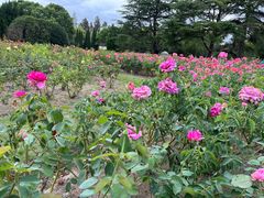 -上海滨江森林公园
