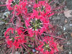 -金陵中学(河西分校)