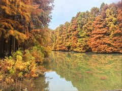 -上海海湾国家森林公园