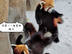 -北京野生动物园