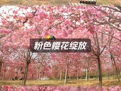 -天适樱花悠乐园