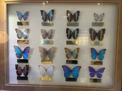 -上海昆虫博物馆