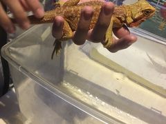 -上海大自然野生昆虫馆(东方明珠·爬宠昆虫探索中心)
