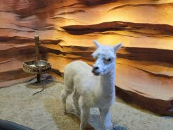 -酷嗒动物文化乐园(cutezoo西溪乐天城店)