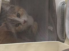 -纳吉亚猫专科动物诊疗中心(蒋宅口分院)
