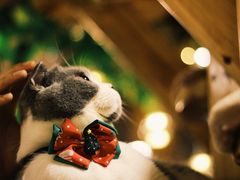 -共舞时光猫咖·狗咖(新街口店)