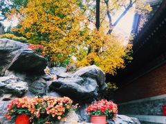 -香山公园