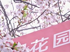 -高东镇樱花园