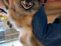 -PETKIT 小佩宠物·低压洗护·美容·寄养(安远店)