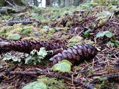-硗碛藏寨·神木垒景区