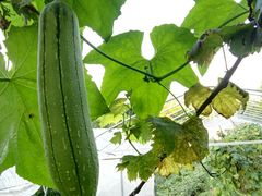 -武汉世外桃源农庄