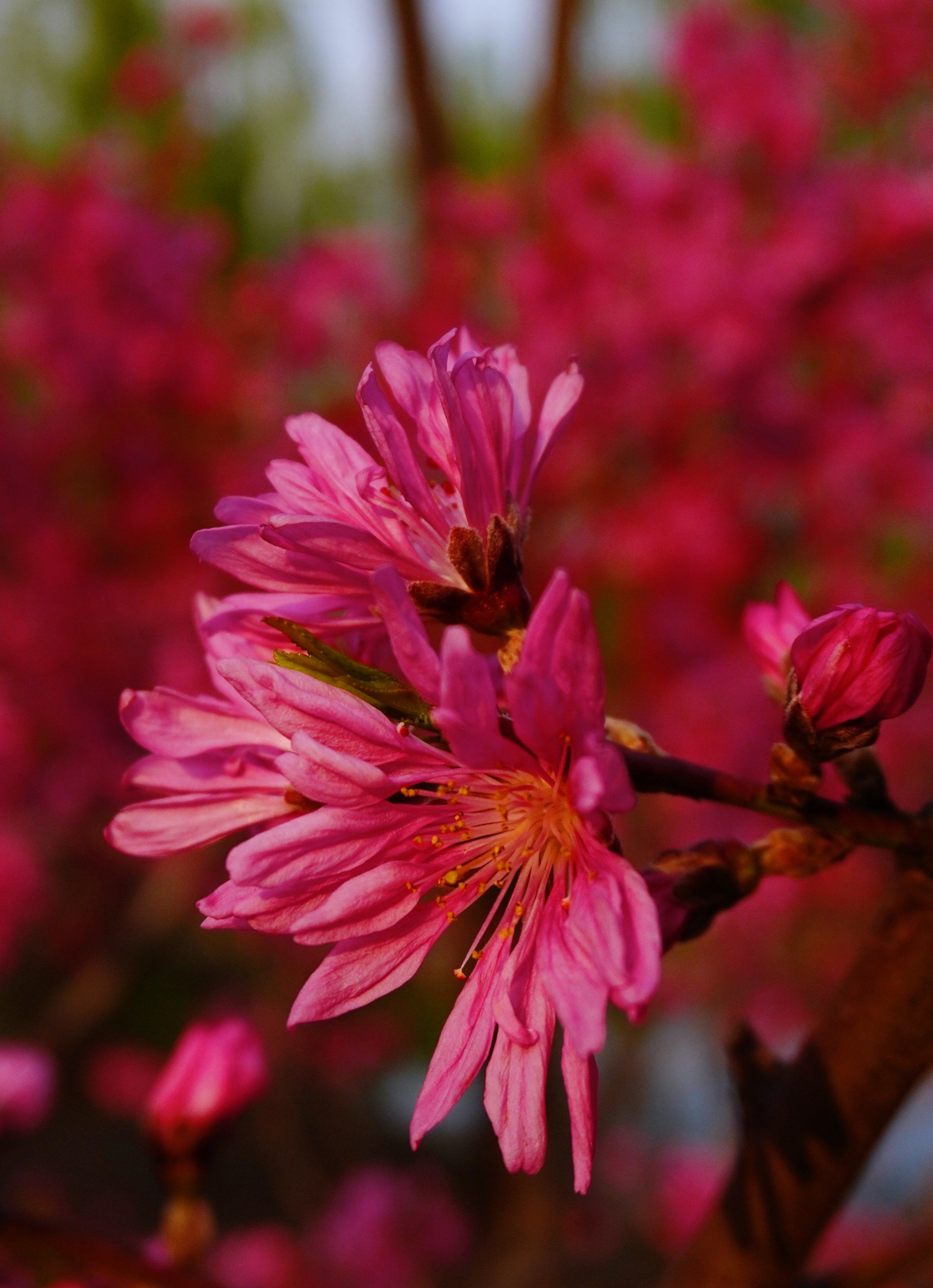 有知道这种细花瓣的桃花学名吗?