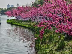 -圩墩遗址公园