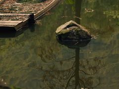 -深圳市中科院仙湖植物园