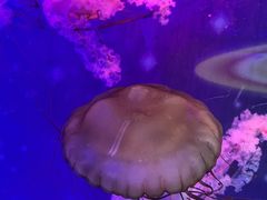 -海合安武汉极地海洋公园