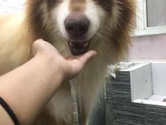 -八公叔叔宠物美容连锁(春申店)