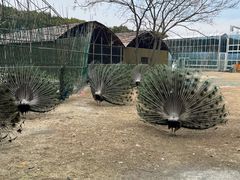 -苏州太湖西山岛开心农场