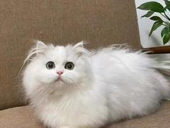 -猫十亿·布偶金渐层·曼基康矮脚猫舍(青年路店)