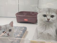 -1013 PET SHOP精品宠物商店(丁香店)