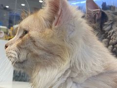 -楼上猫咖(罗湖店)