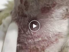 -暖阳宠物医院·犬猫康复中心·骨科