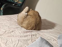 -瑞鹏宠物医院·骨科·猫科·内科(第一中心)