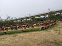 -秀丽东方
