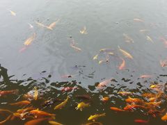 -天达烤全羊