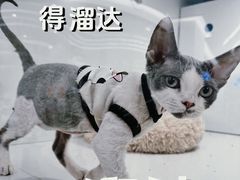 -1013 PET SHOP精品宠物商店(丁香店)