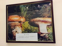 -太婆天府山珍酒楼(亚运村店)