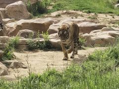 -北京野生动物园