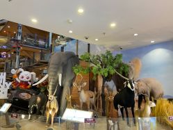 -卡通尼·Safari非洲探索乐园·生日会(金桥国际商业广场店)