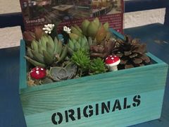 -Sirena海妖日咖夜酒