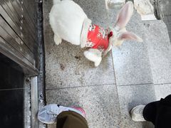 -杨招娣糕点(装驾桥巷店)