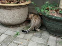 -猫色咖啡·猫咖