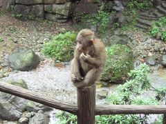 -峨眉山风景名胜区