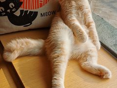 -CAT’S MEWSTAR CAFE·喵星球猫屋(晴湾咖啡店)