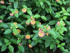 -南宫五洲植物乐园