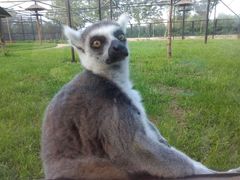 android_upload_pic-石家庄市动物园