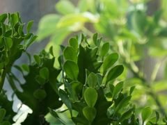 -北马山庄植趣咖啡
