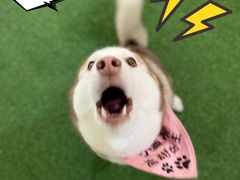 -Husky Go! 哈士奇体验馆·宠物咖啡厅狗咖