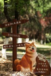 -琥珀婚礼策划AMBER WEDDING