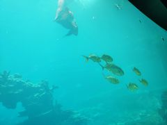 -海棠湾洲际-涛·海底餐厅·美人鱼·自助餐·海底隧道