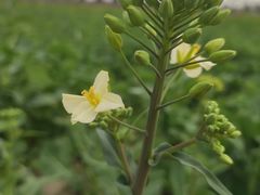 -中国天府农业博览园