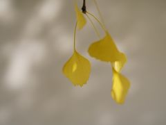 -木渎影视城