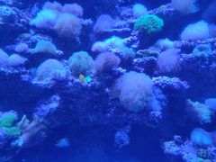 -太平洋海底世界