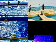 -秦皇岛乐岛海洋王国