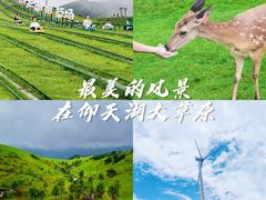 -仰天湖大草原