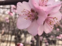 -桃花堤公园