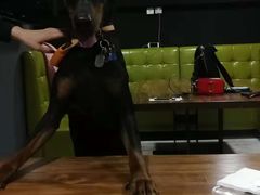 -百好乐宠物友好餐厅(朝外大街店)